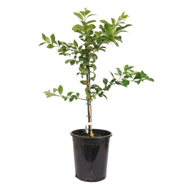 Alder & Oak Improved Meyer Lemon Tree