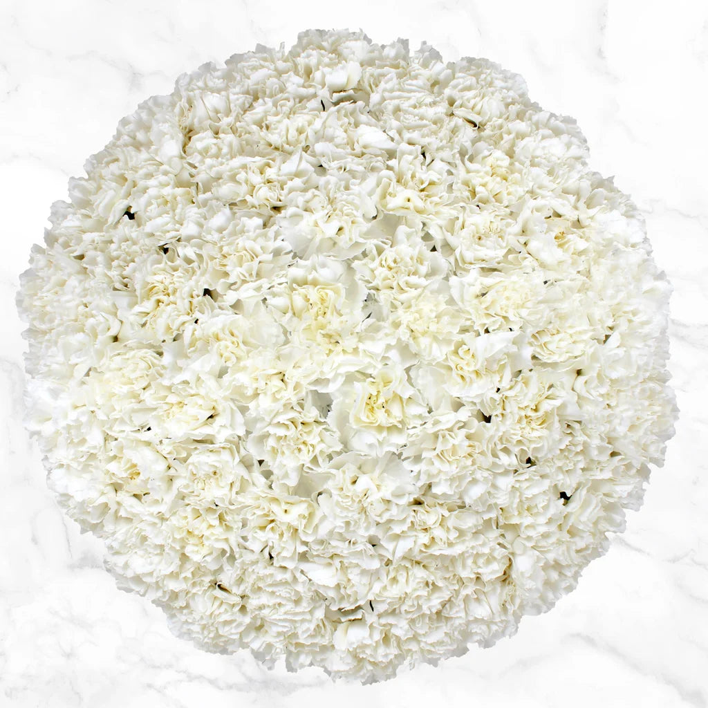 100-stem Carnations