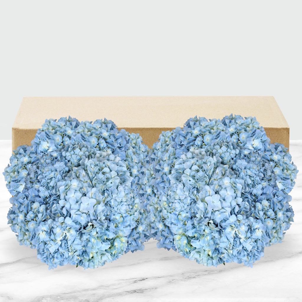 24-stem Hydrangeas