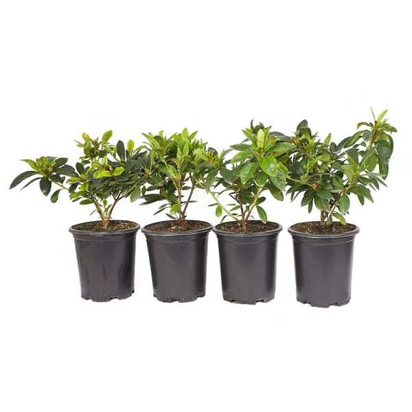 Alder & Oak Azalea #01 Container 4-Pack
