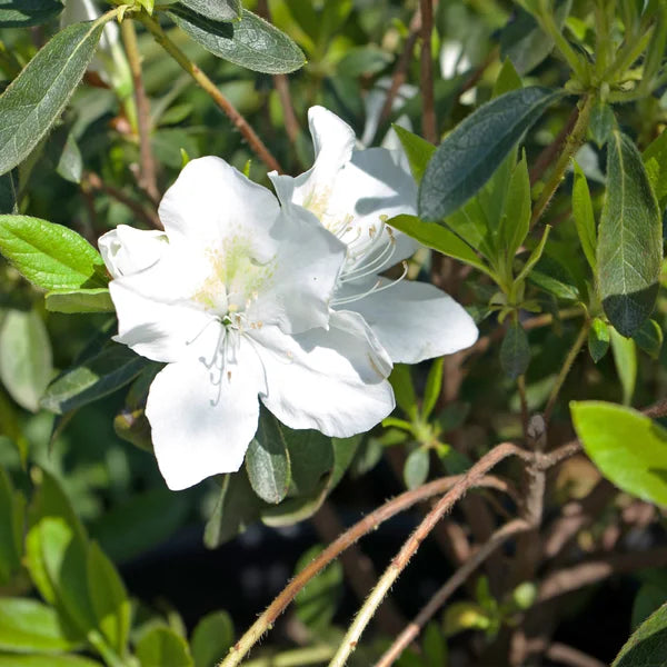 Alder & Oak Azalea #01 Container 4-Pack