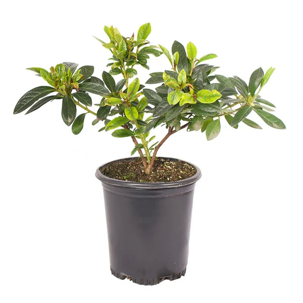 Alder & Oak Azalea #01 Container 4-Pack