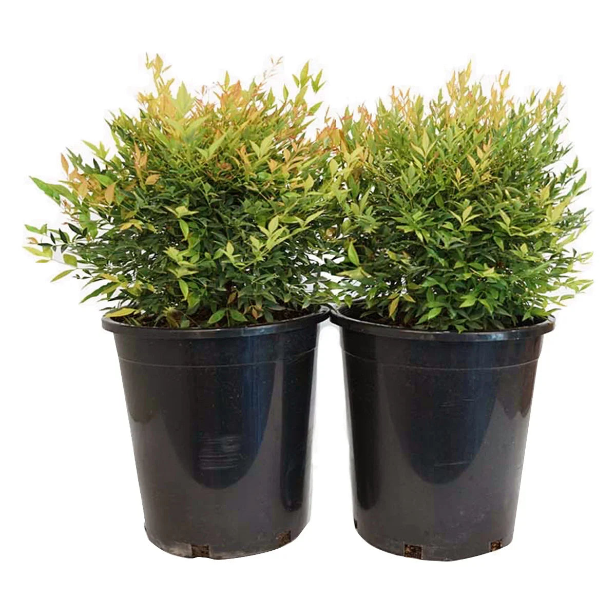 Alder & Oak Nandina Gulfstream, 2-pack