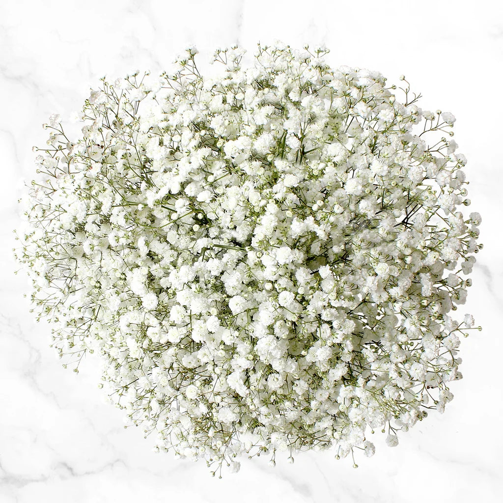 100-stem Baby's Breath