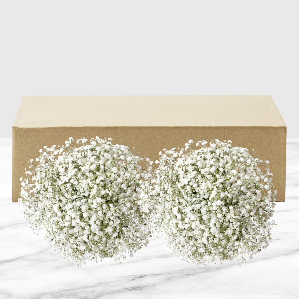 100-stem Baby's Breath