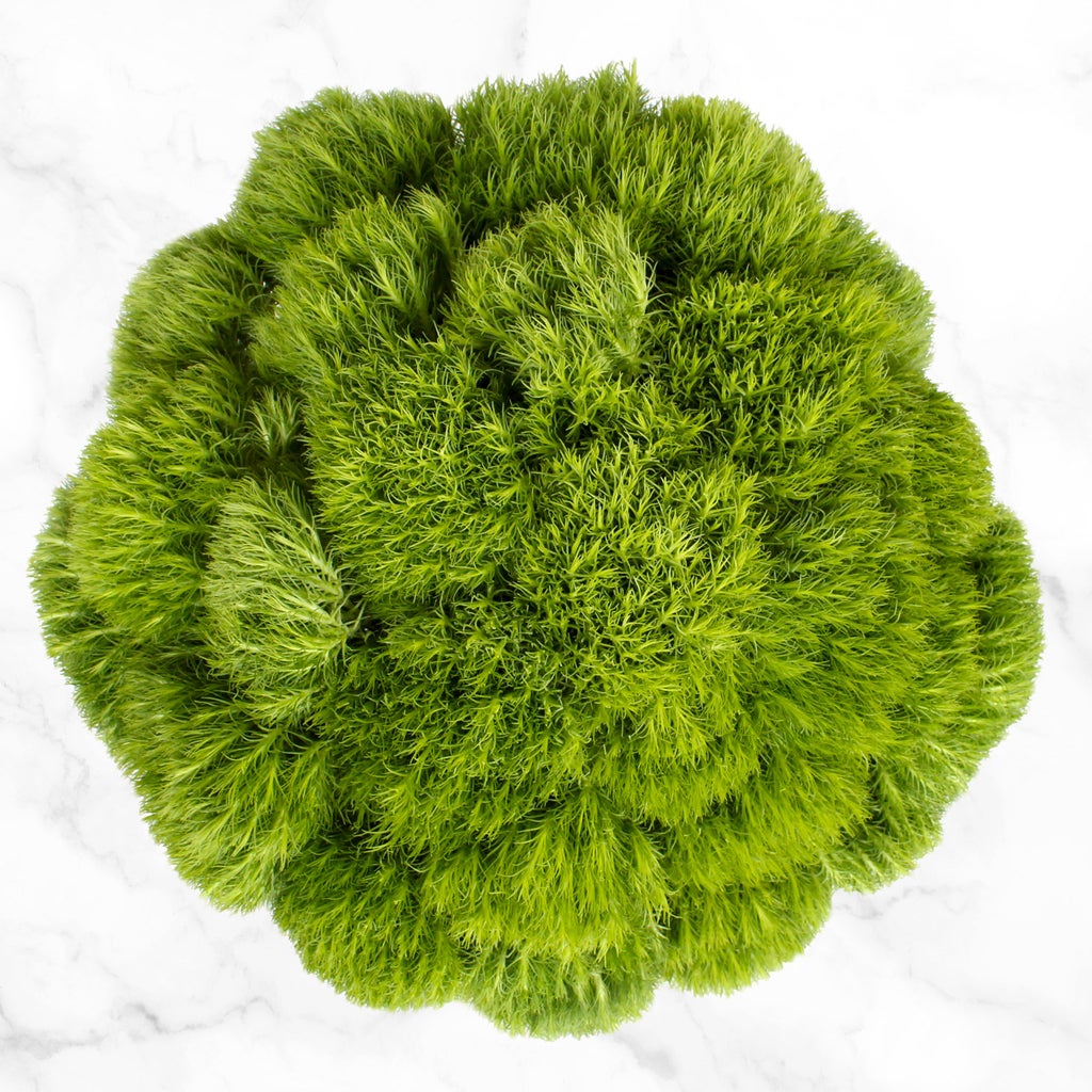 100-stem Assorted Green Fillers