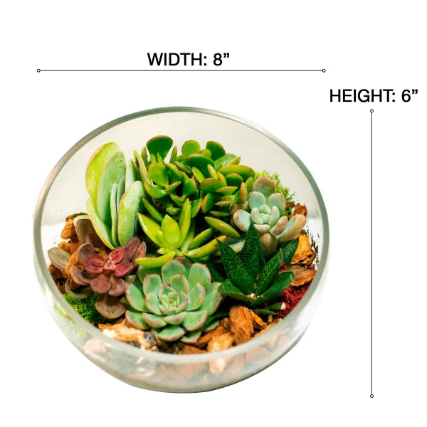 8" Slanted Cut Succulent Terrarium