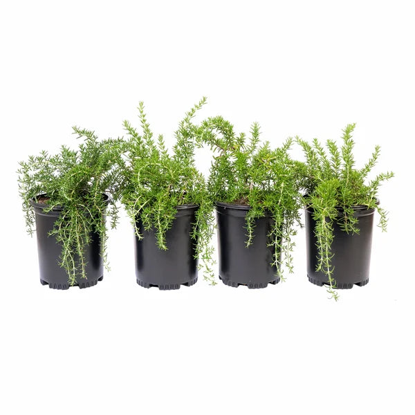 Alder & Oak Rosemary #1 Grow Pot, 4-pack