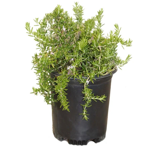 Alder & Oak Rosemary #1 Grow Pot, 4-pack