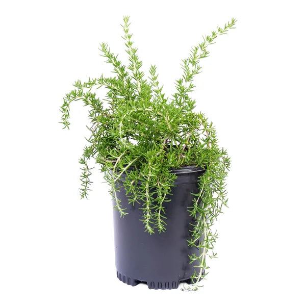 Alder & Oak Rosemary #1 Grow Pot, 4-pack