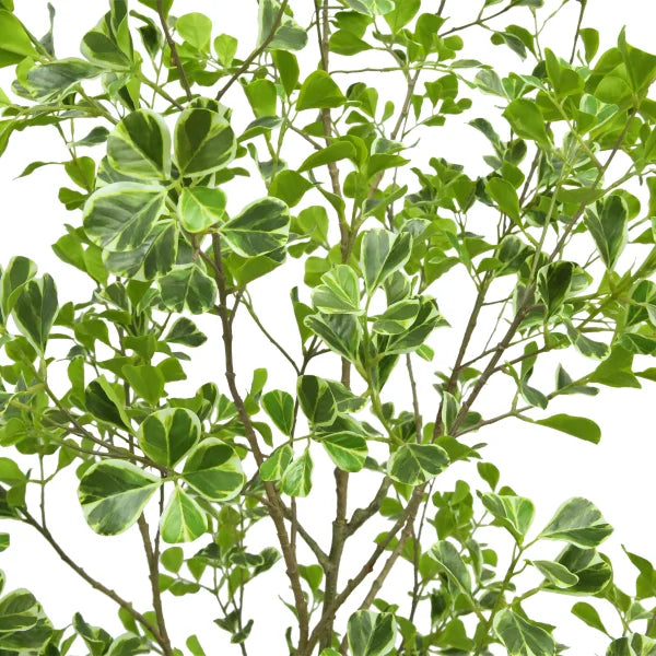 Faux 6.5' Ficus Tree