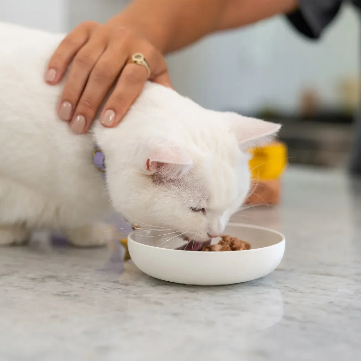 Wellness Good Kitty Wet Cat Food Pate Variety Pack, 3 oz, 24-count