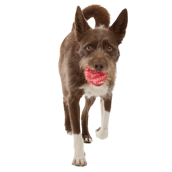 BARK Howly Jowly Holidays Advent Calendar for Dogs