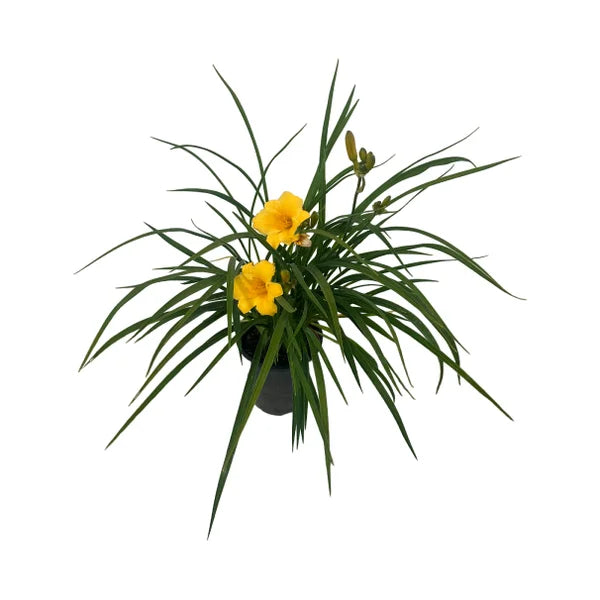 DayLily Stella de Oro, 3-pack