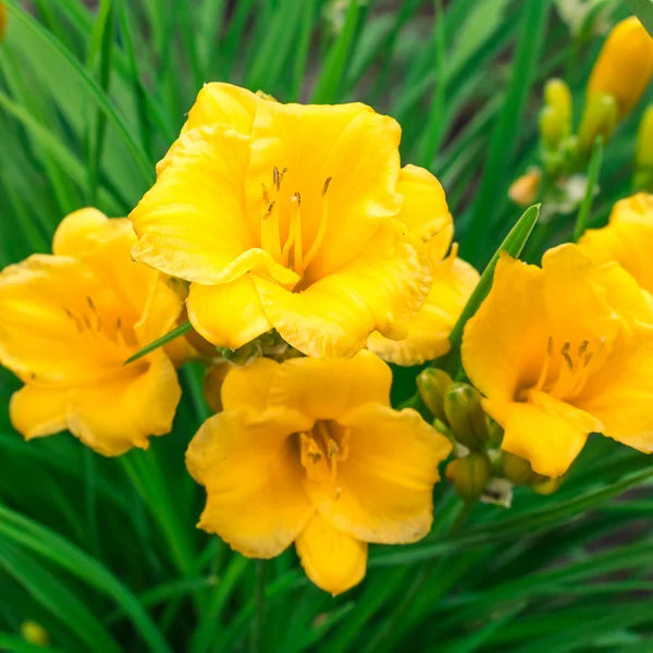 DayLily Stella de Oro, 3-pack