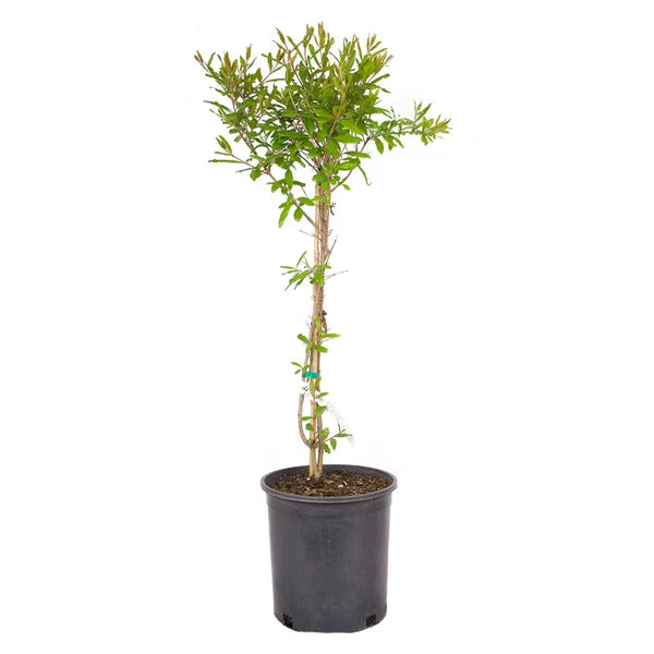 Alder & Oak Wonderful Pomegranate