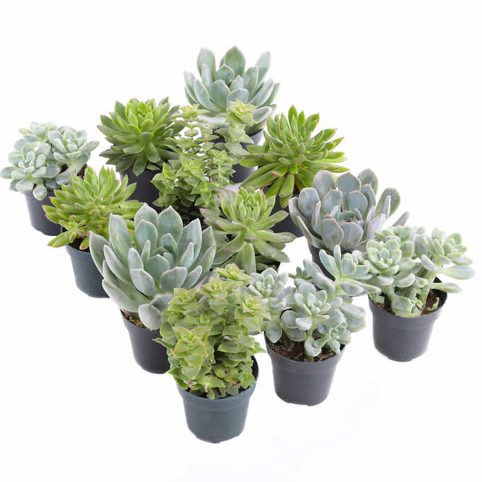 Succulent Assortment, 12-count