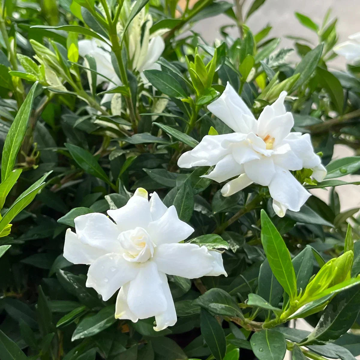 Everblooming Patio Gardenia Tree