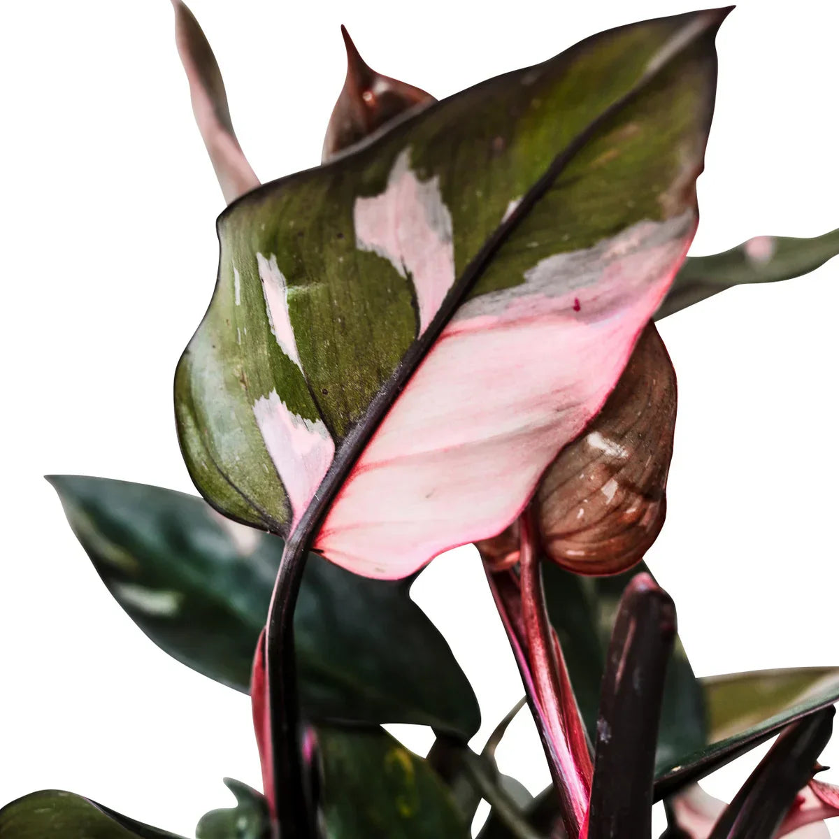 Vibrant 5" Live Pink Princess Plant