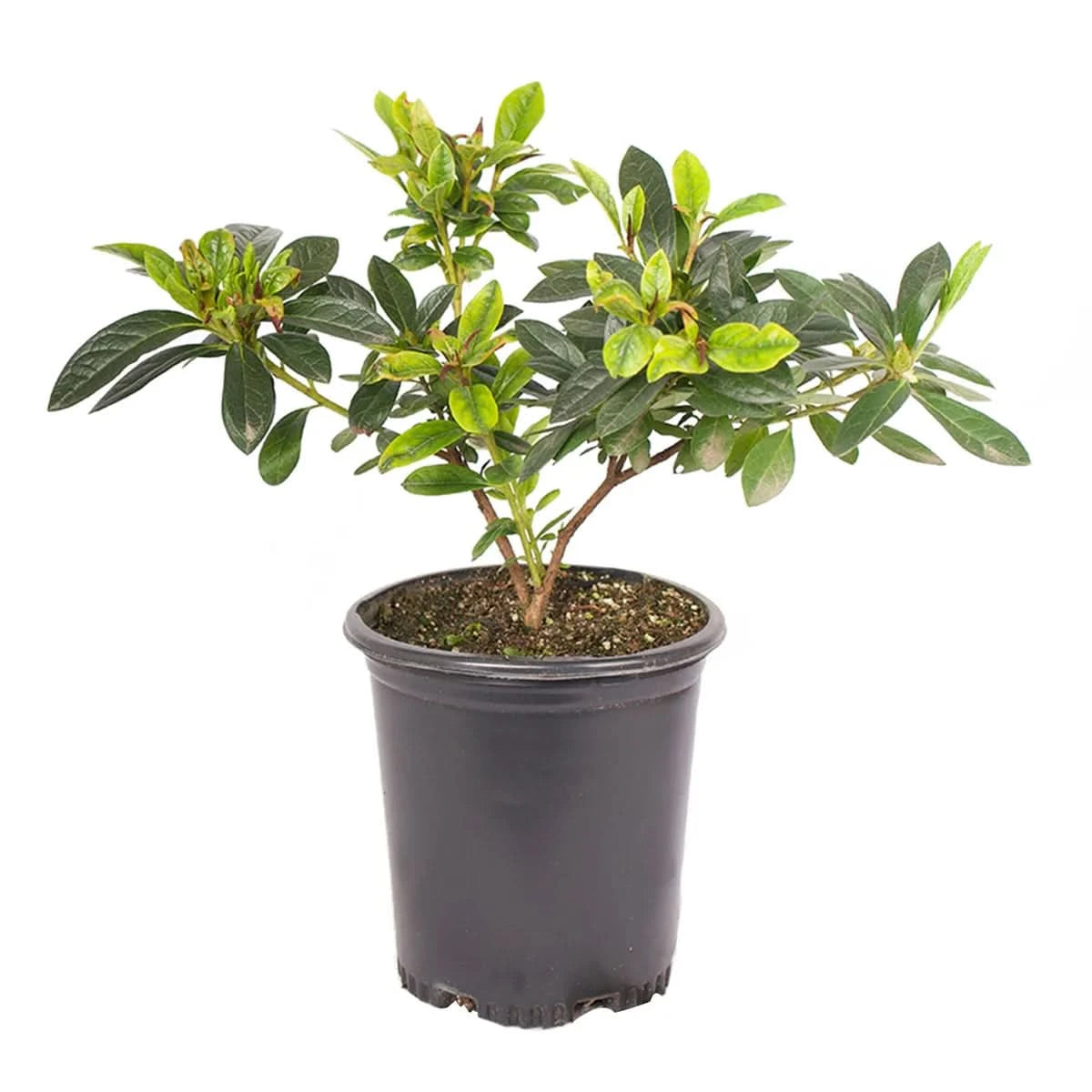 Alder & Oak Azalea Container 4-Pack