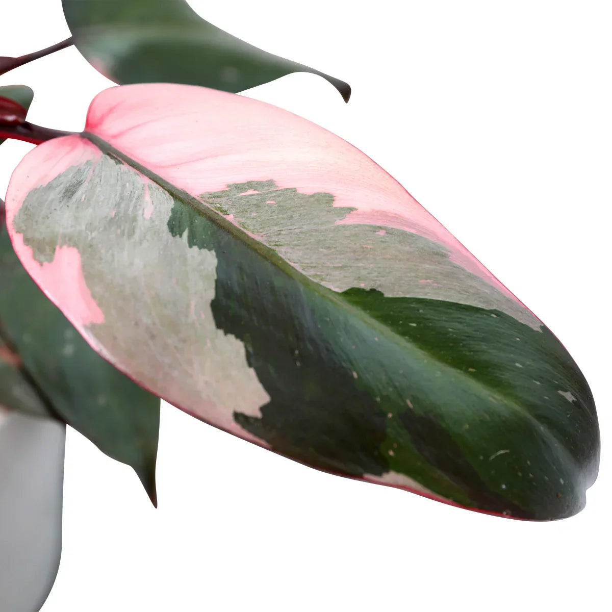 Vibrant 5" Live Pink Princess Plant