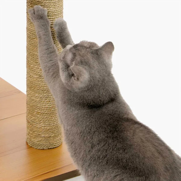 Catit Vesper High Base XL 62 inch Cat Tree, 5 Levels and 1 Condo, Walnut