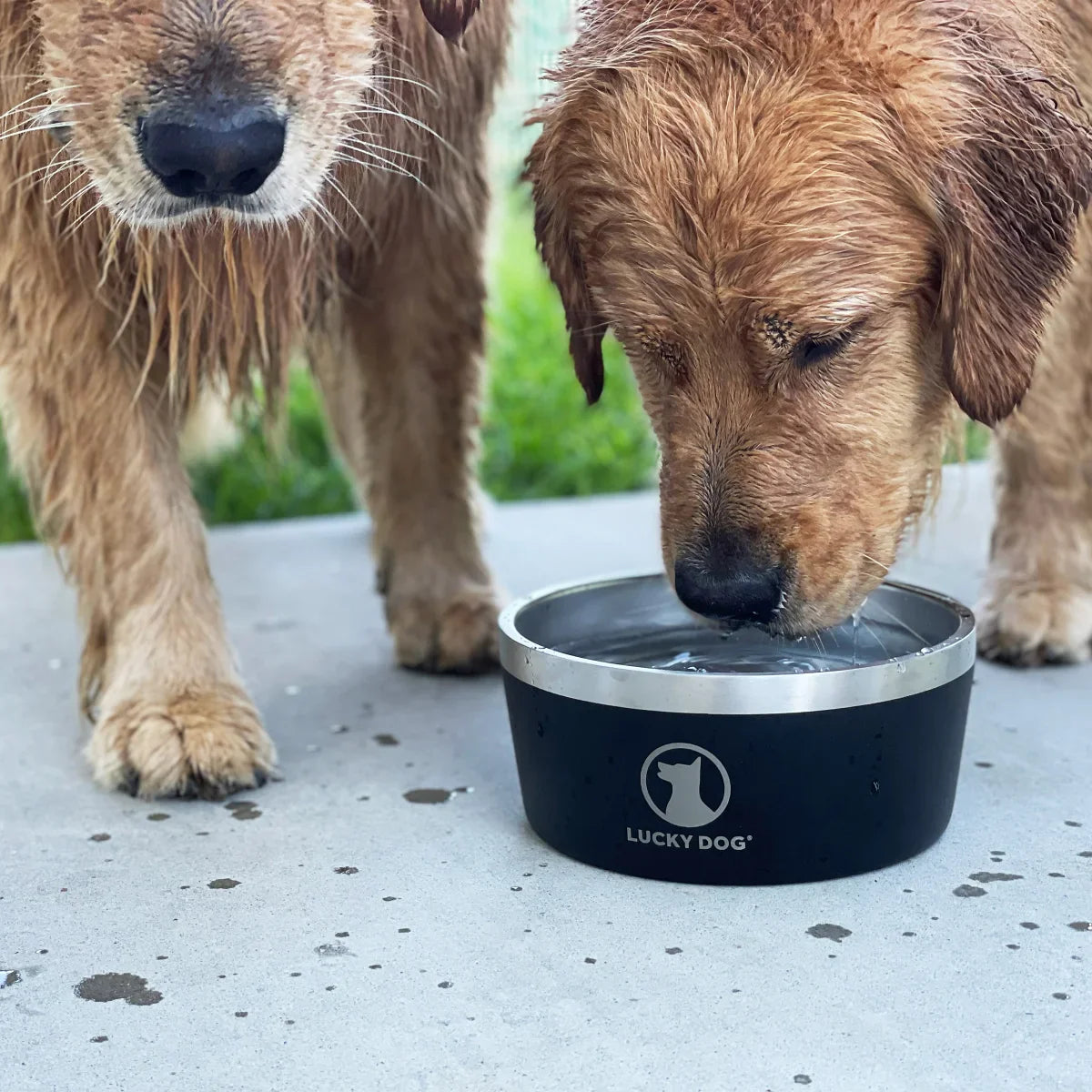 Lucky Dog Indulge 8, Double Wall 8 Cup Stainless Steel Dog Bowl, 2-pack