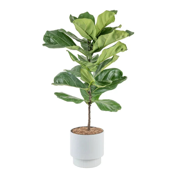 Farms Fiddle Leaf Fig Tree, Ficus Lyrata, Houseplant in Decor Planter
