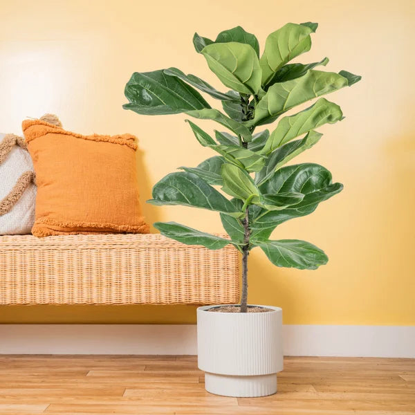 Farms Fiddle Leaf Fig Tree, Ficus Lyrata, Houseplant in Decor Planter