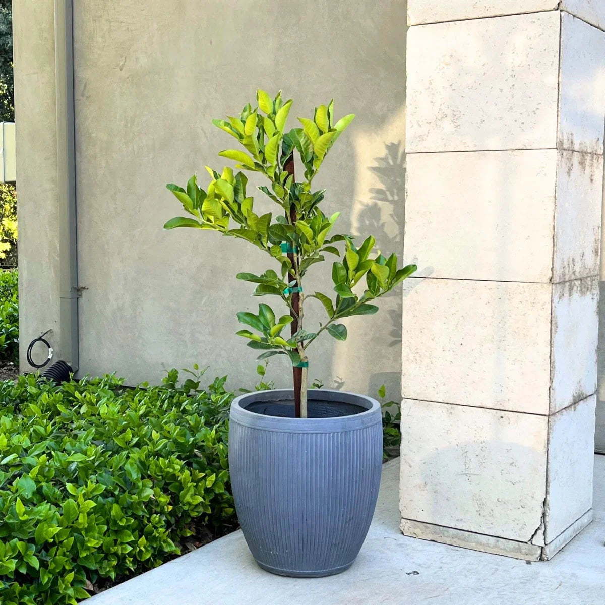 Tahitian Pomelo Semi-Dwarf Tree
