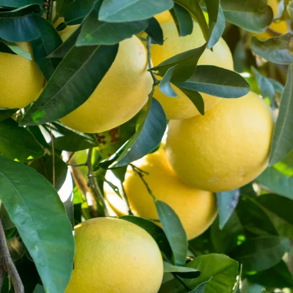 Grapefruit Tree