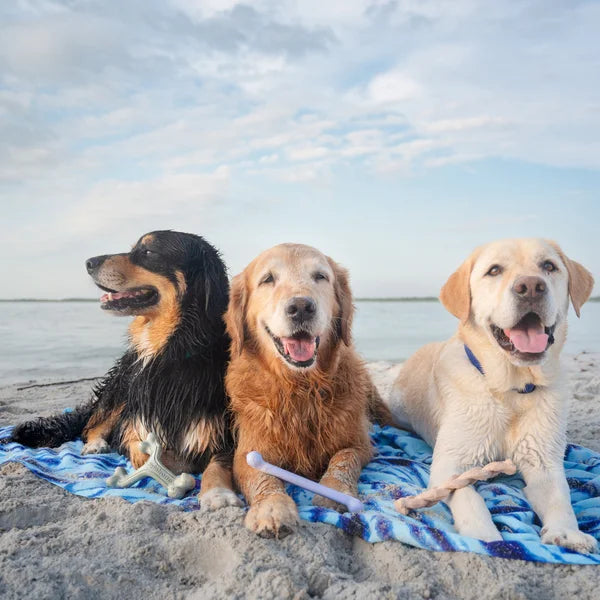 Nylabone Ocean Chew Dog Toy Collection, 3-count