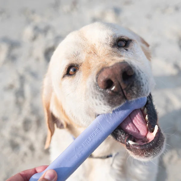 Nylabone Ocean Chew Dog Toy Collection, 3-count