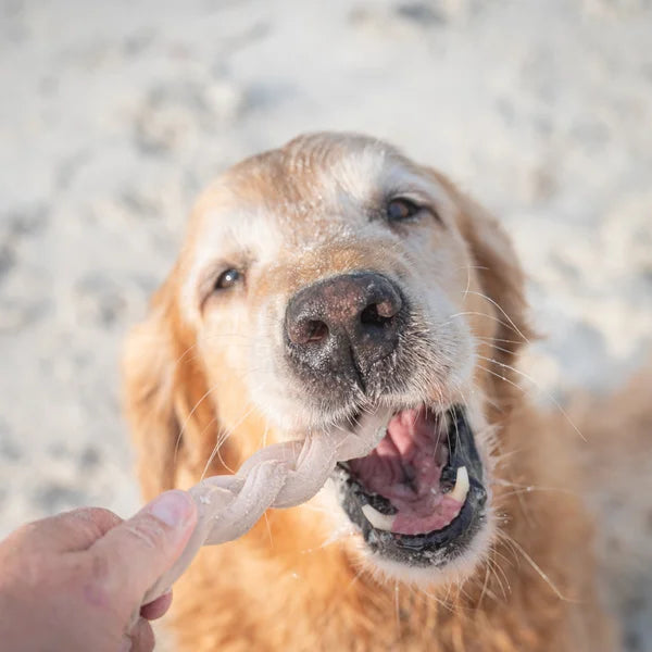 Nylabone Ocean Chew Dog Toy Collection, 3-count