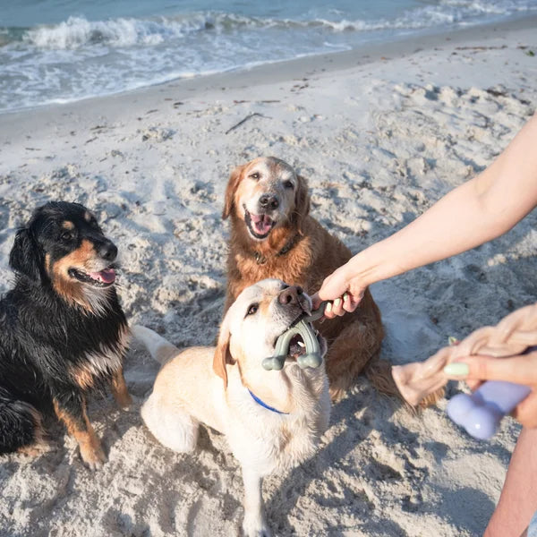 Nylabone Ocean Chew Dog Toy Collection, 3-count