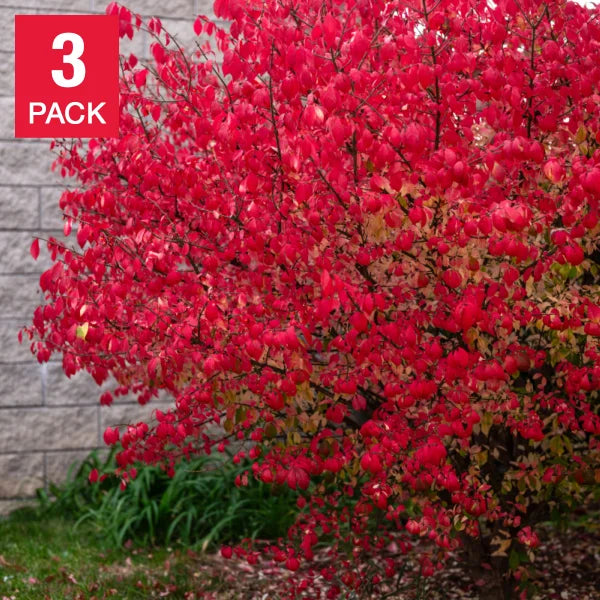 Euonymus Compactus Burning Bush, 3-pack