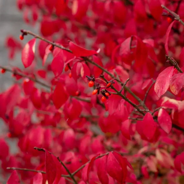 Euonymus Compactus Burning Bush, 3-pack