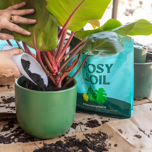 Houseplant Soil – 4 Quart 3-pack