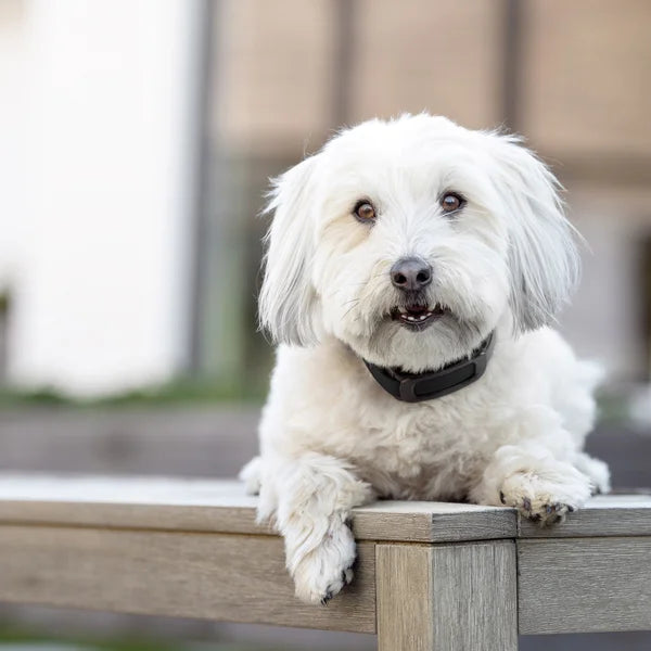 PetSafe Guardian GPS 2.0 Dog Fence + Tracking Collar