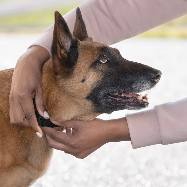 PetSafe Guardian GPS 2.0 Dog Fence + Tracking Collar