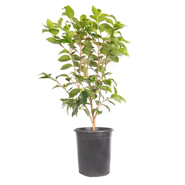 Alder & Oak Camellia