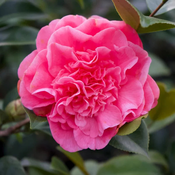 Alder & Oak Camellia