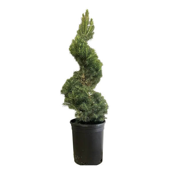 Spiral Dwarf Alberta Spruce, 3-pack
