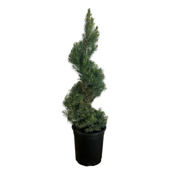 Spiral Dwarf Alberta Spruce, 3-pack