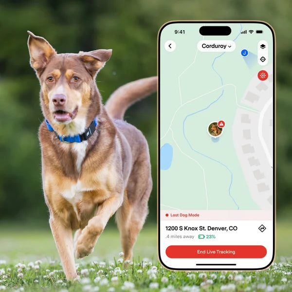 Fi Series 3+ Smart Dog Collar - GPS Tracker and Activity & Health Monitor