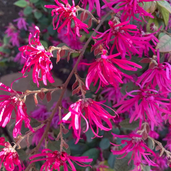 Alder & Oak Chinese Fringe Flower Patio Tree