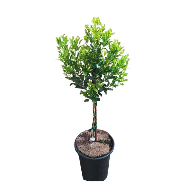 Alder & Oak Calamondin Tree Standard