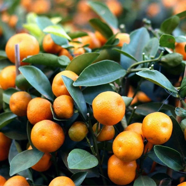 Alder & Oak Calamondin Tree Standard