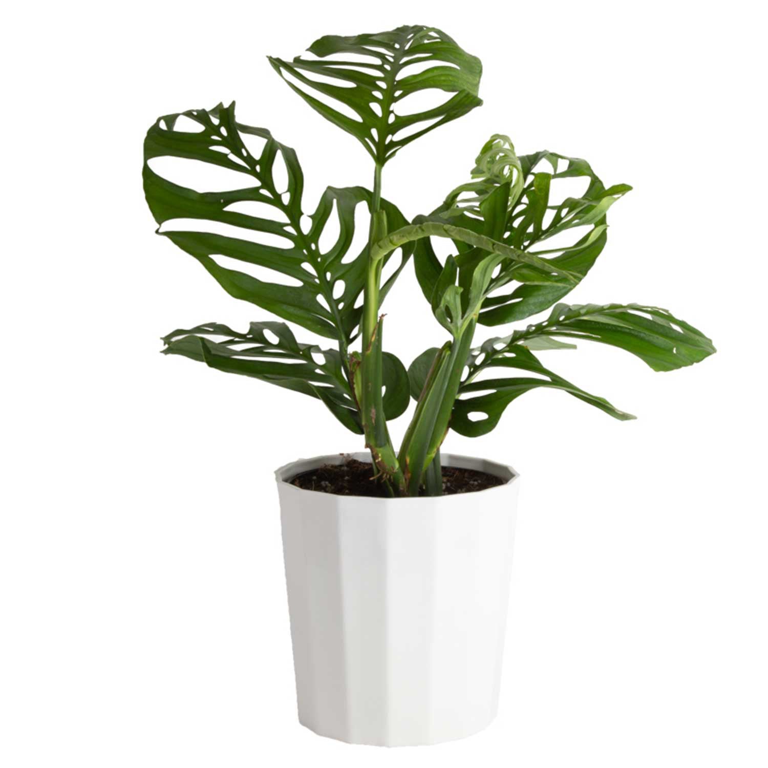 Costa Farms Monstera Esqueleto Houseplant in Decor Planter