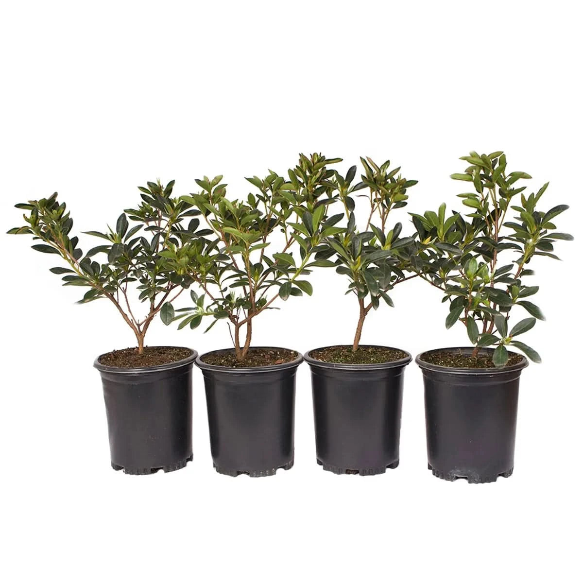 Alder & Oak Azalea Container 4-Pack